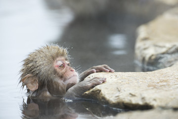 Fototapeta premium Junger Schneeaffe in der Thermalquelle