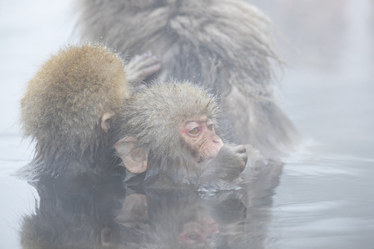 Junger Schneeaffe laust am Fell der Mutter