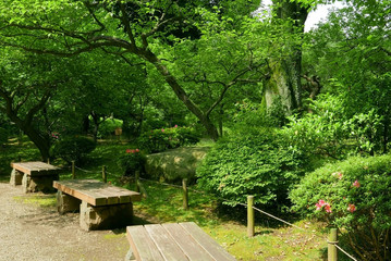 plant, flower and tree in Japan traditional park