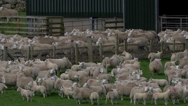 Huge Sheep Herd, Scotland - Ungraded Version