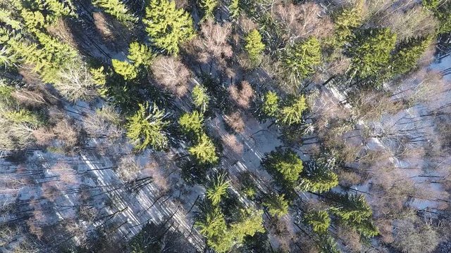 Aerial shot of winter forest with tops of evergreen fir trees and bare birches