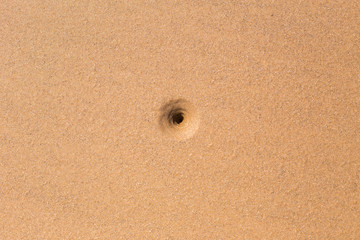 Sandworm hole in sand