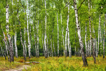 Birch grove with a road on sunny summer day, summertime landscape