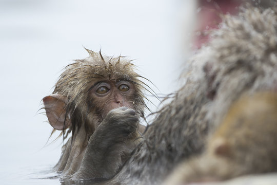 Junger Schneeaffe laust am Fell der Mutter