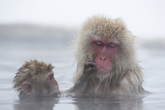 Junger Schneeaffe laust am Fell der Mutter