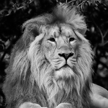 Beautiful portrait of Asiatic Lion Panthera Leo Persica in black and white