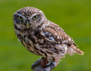 Little owl