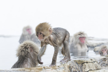 Fototapeta premium Junger Schneeaffe laeuft am Beckenrand