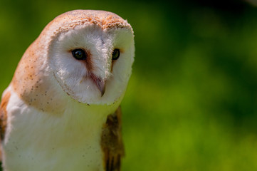 Owl looking