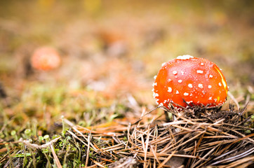 fly agaric mushroom in forest landscape