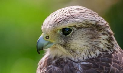 Peregrine hawk