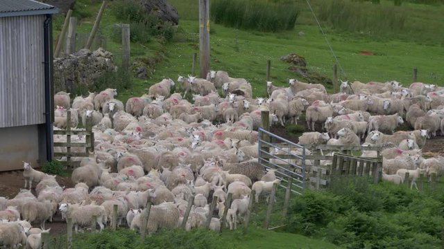 Huge Sheep Herd, Scotland - Ungraded Version