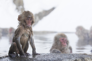 Junger Schneeaffe sitzt am Beckenrand