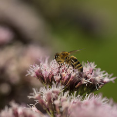 Macro photo - Bee pollinating wild purple flower in summer meadow