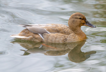 Female mallard