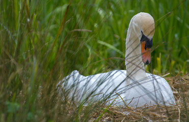 Brooding swan