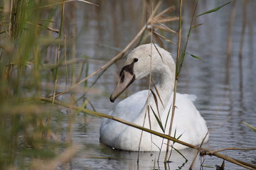 Swimming swan