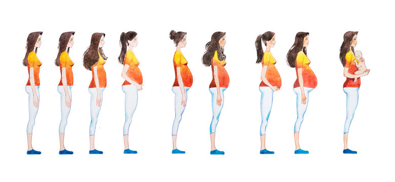 Cartoon illustration of pregnancy stages. Side view image of pregnant woman showing changes in her body