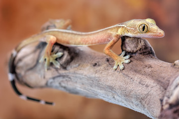 Gekko vittatus macro gecko