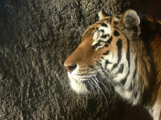 Tiger profile with dark stone wall background