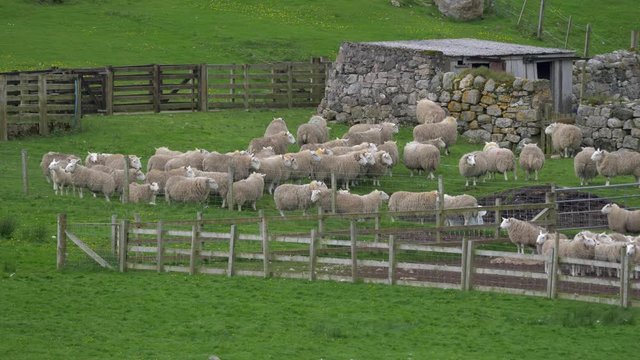 Huge Sheep Herd, Scotland - Ungraded Version