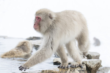 Schneeaffe laeuft am Beckenrand