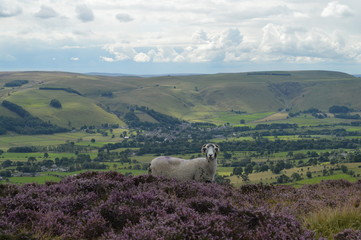 Fototapeta premium Ram in countryside