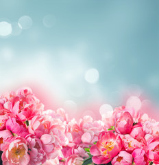 Fototapeta premium Fresh dark pink peony flowers border over blue bokeh background