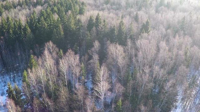 Aerial winter shot of mixed forest with bare birches and coniferous trees in bright sunlight