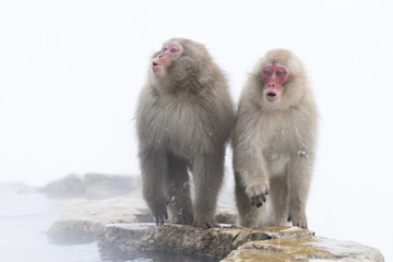 Schneeaffen rufen nach Artgenossen