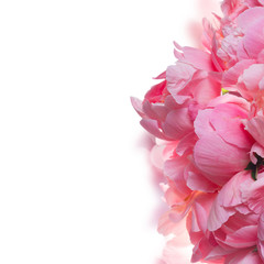 Fresh dark pink peony flowers petals border over white background