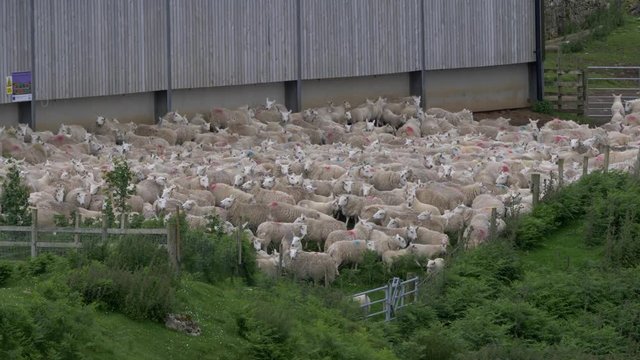 Huge Sheep Herd, Scotland - Ungraded Version