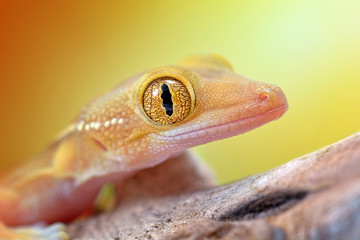 Gekko vittatus macro gecko