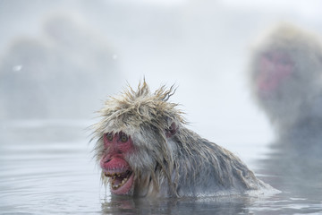 Schneeaffe ruft nach Artgenossen