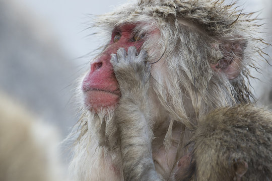 Junger Schneeaffe laust am Fell der Mutter