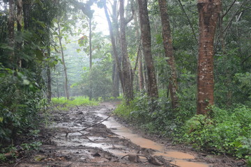 Forest in rainy season on Koh Chang island, Thailand