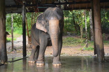Elephant looking to the camera, Koh Chang island, Thailand