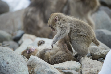 Junge Schneeaffen spielen