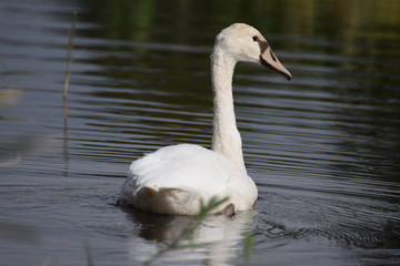 Swimming swan