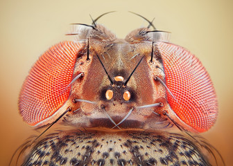 Drosophila melanogaster fruit fly extreme close up macro