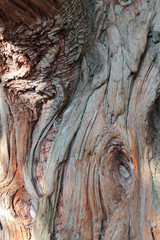 wood texture