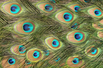 Eyes of the peacock feather -close