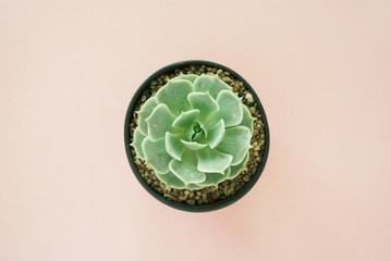 Flat lay of succulent flower in pot on a pale pink pastel background