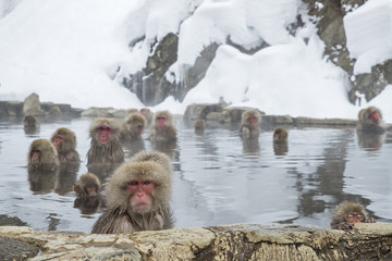 Obraz premium Schneeaffen entspannen in der Thermalquelle