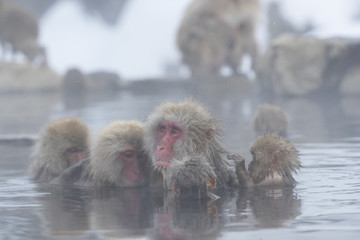 Fototapeta premium Schneeaffen lausen sich