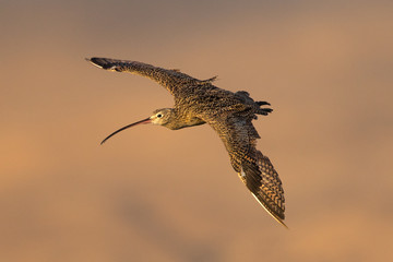 Long-billed curlew flying over a North California marsh
