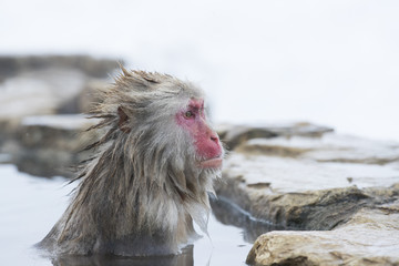 Fototapeta premium Schneeaffe entspannt in der Thermalquelle