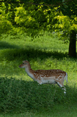 Deer on grass