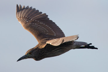 Black-crowned night heron (juvenile)  flying, seen in the wild in North California