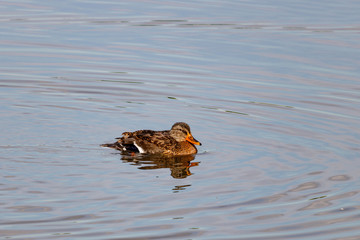 Wild duck in the lake on a sunny autumn day